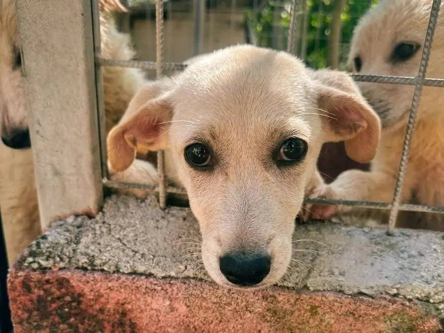 Adozione cane, femmina, Razza sconosciuta Razza sconosciuta, 5 mesi, taglia media, Avellino