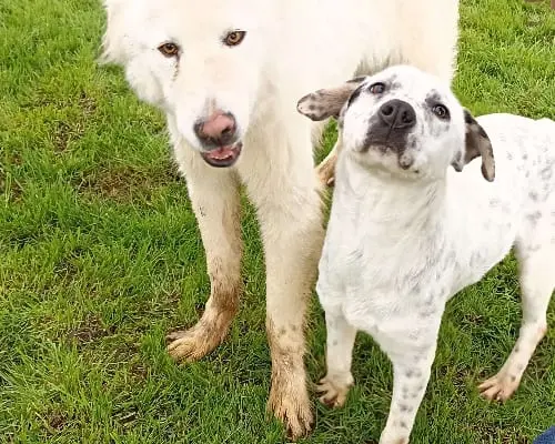 Adotta il cane Gina a Latina