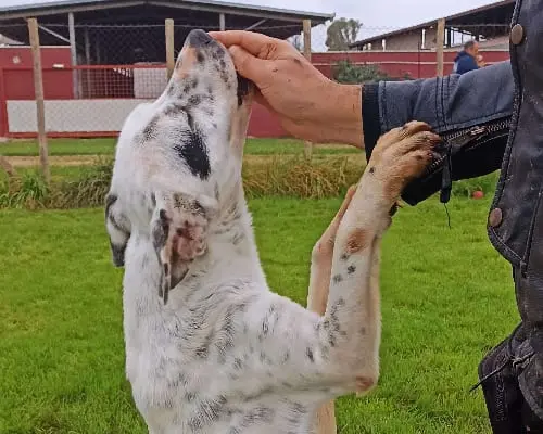 Vuoi adottare un cane a Latina?