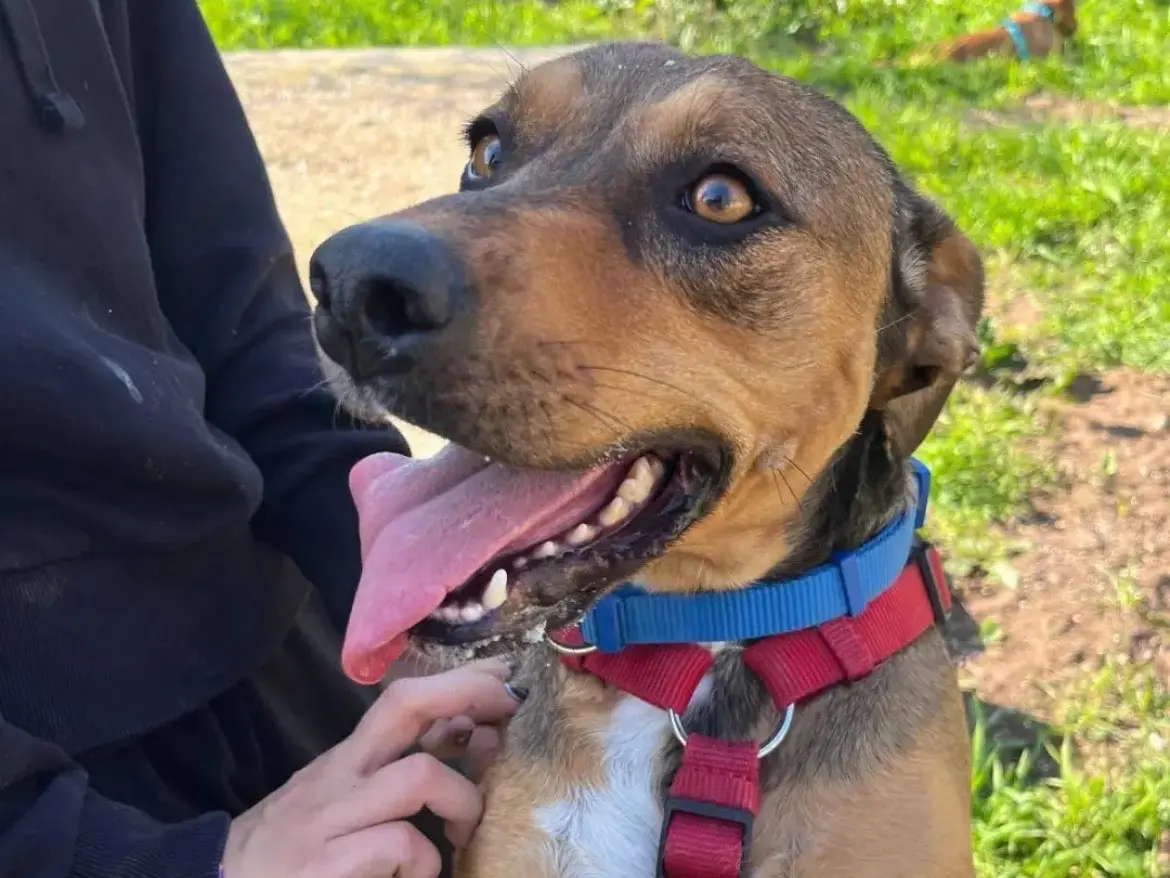 Adozione cane, femmina, Razza sconosciuta Razza sconosciuta, 2 anni e 6 mesi, taglia media, Caserta
