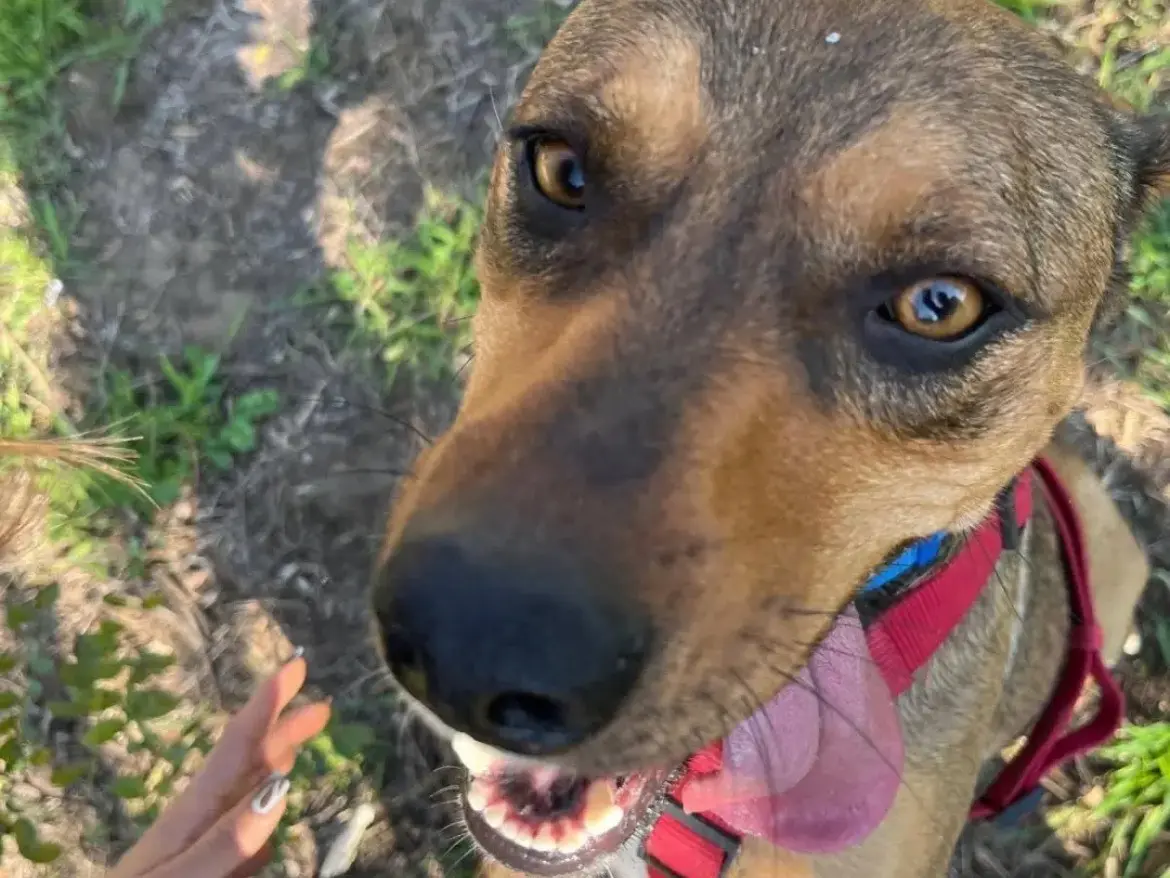 Adotta un cane, femmina, 2 anni e 6 mesi, Caserta