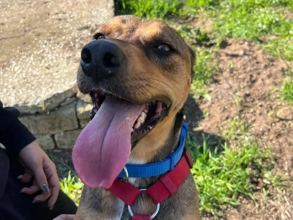 Adotta un cane, taglia media, femmina, Caserta