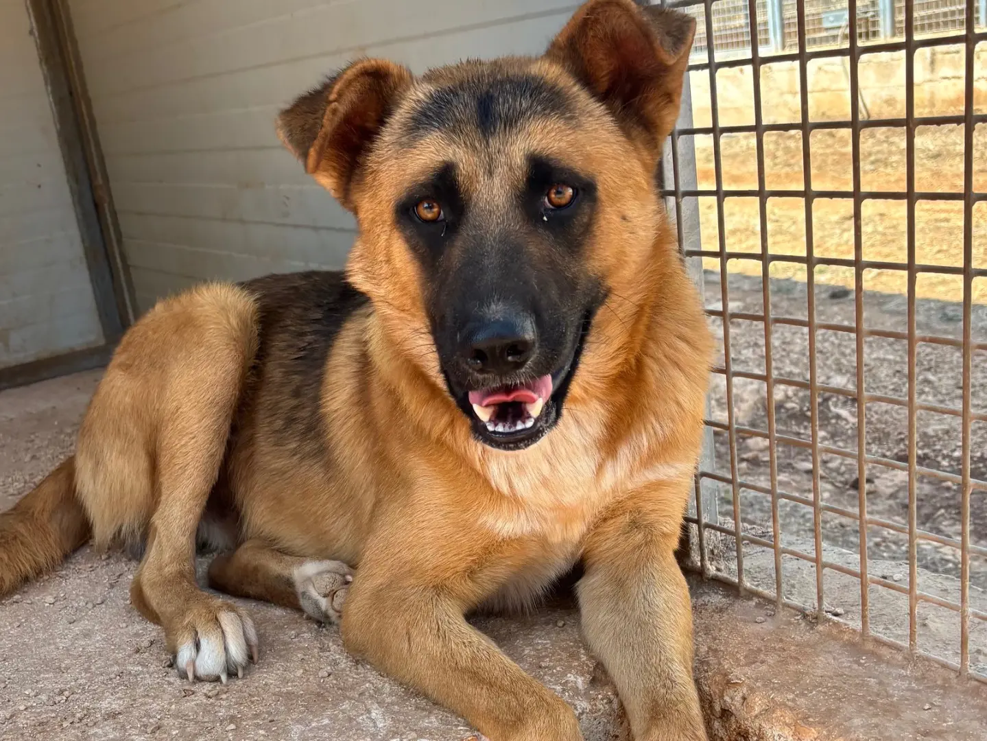 Adotta un cane, maschio, 1 anno e 8 mesi, Taranto