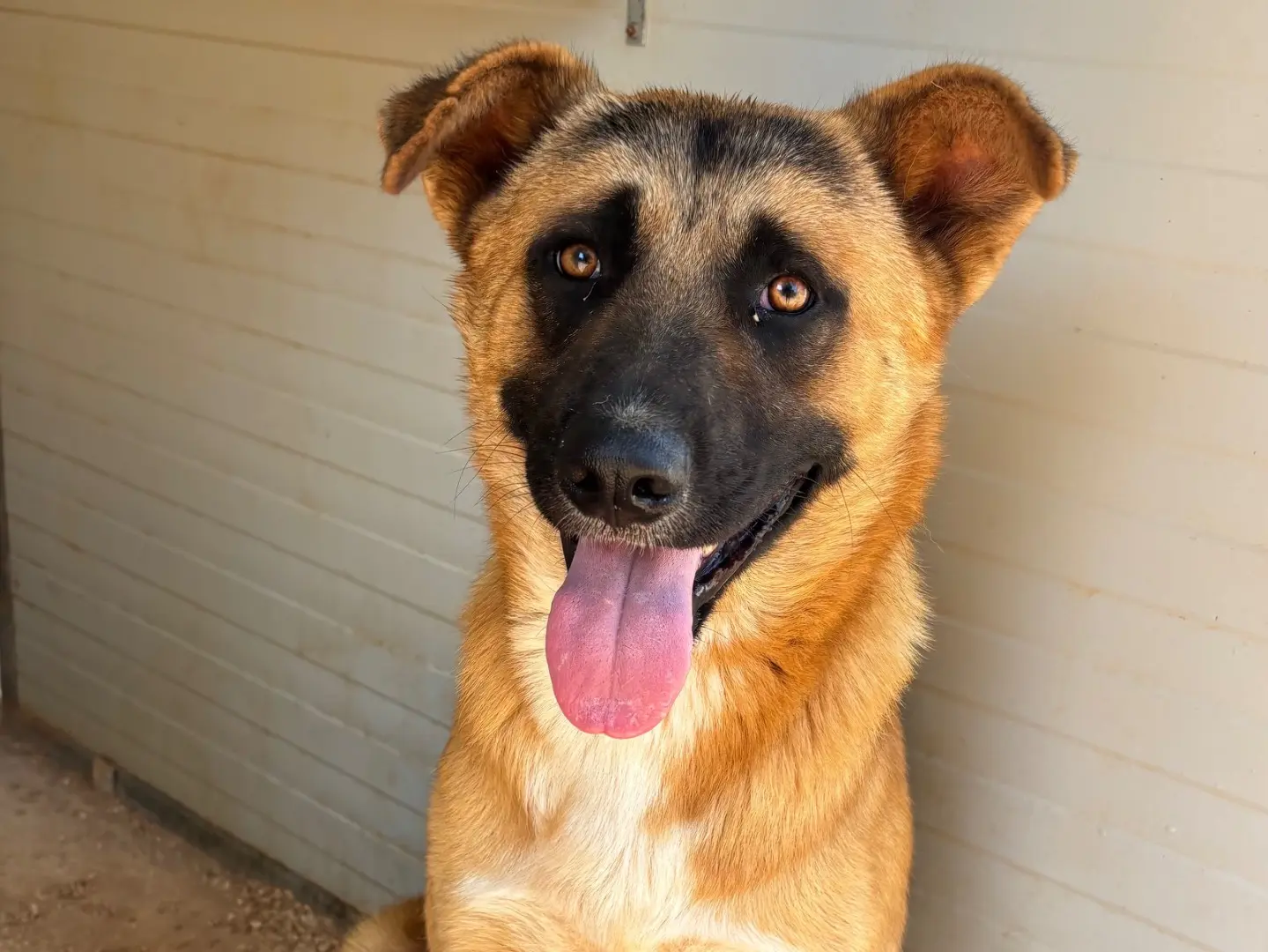 Adozione cane, maschio, Pastore tedesco Razza sconosciuta, 1 anno e 8 mesi, taglia media, Taranto