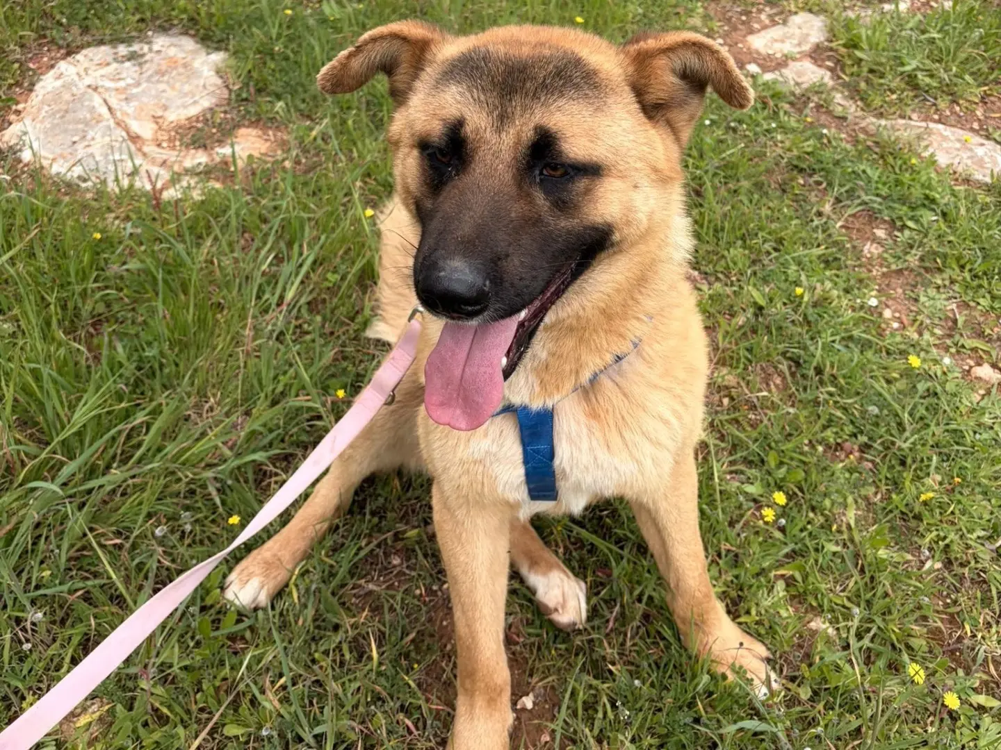 Vuoi adottare un cane a Taranto?