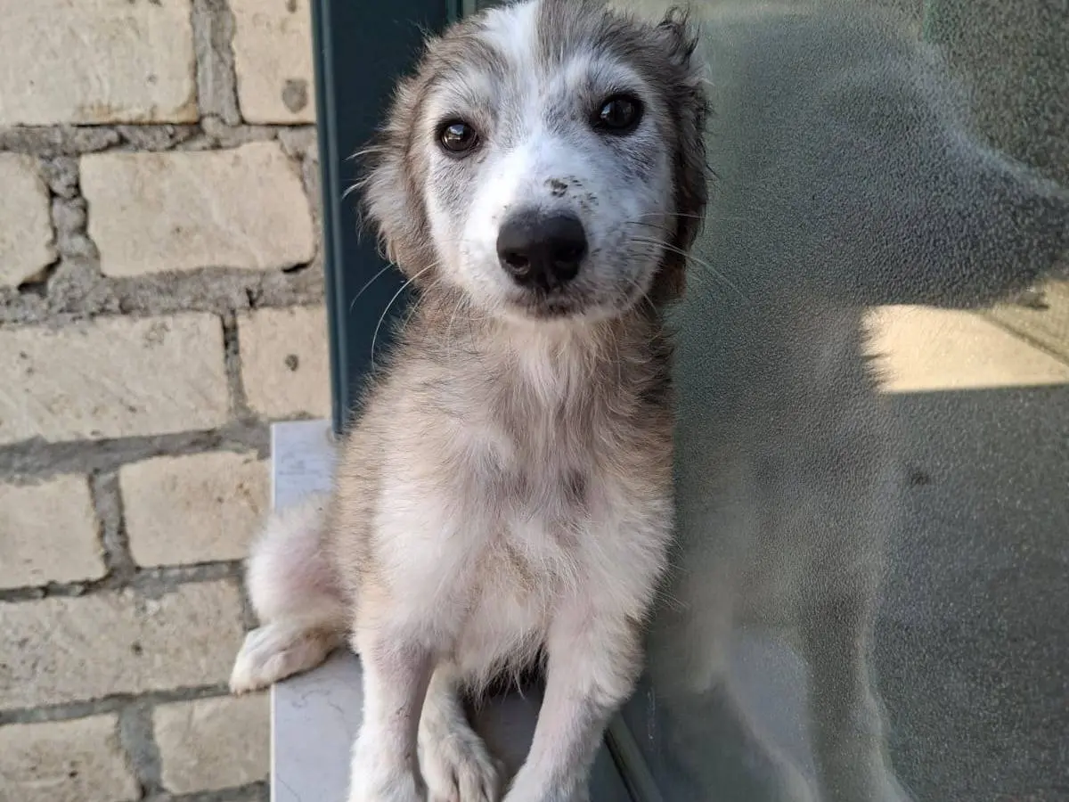 Adozione cane, maschio, Siberian Husky Razza sconosciuta, 6 mesi, taglia media, Avellino