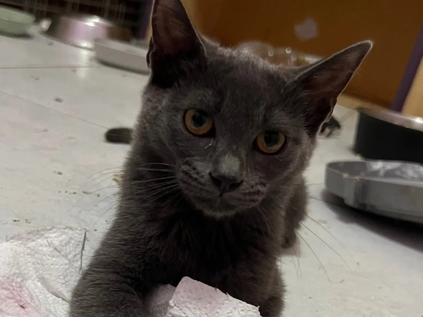 Vuoi adottare un gatto a Catania?
