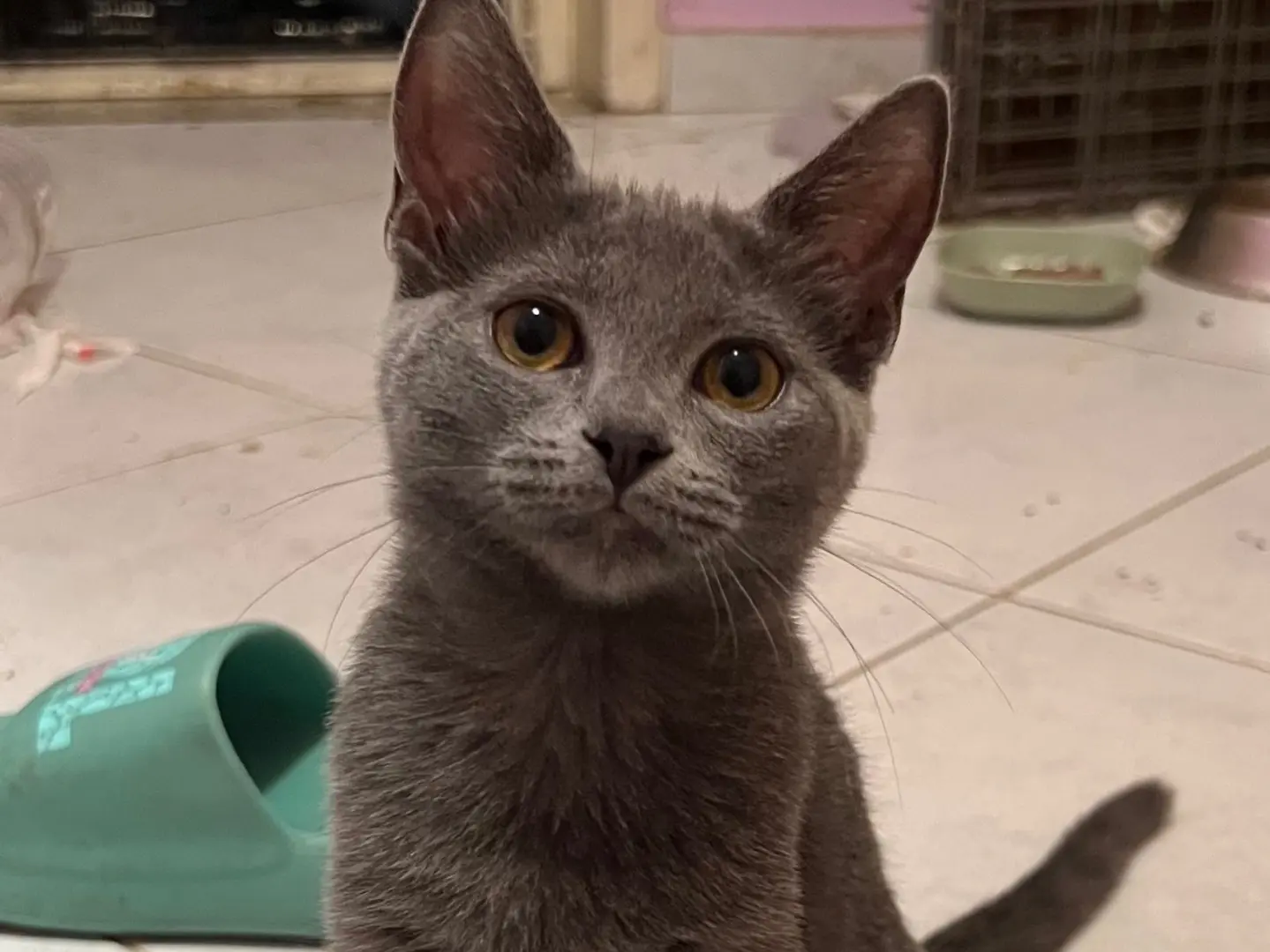 Adotta il gatto Birba e Kiki a Catania