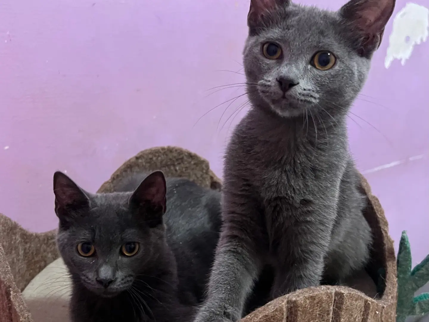 Adotta un gatto, femmina, 5 mesi, Catania