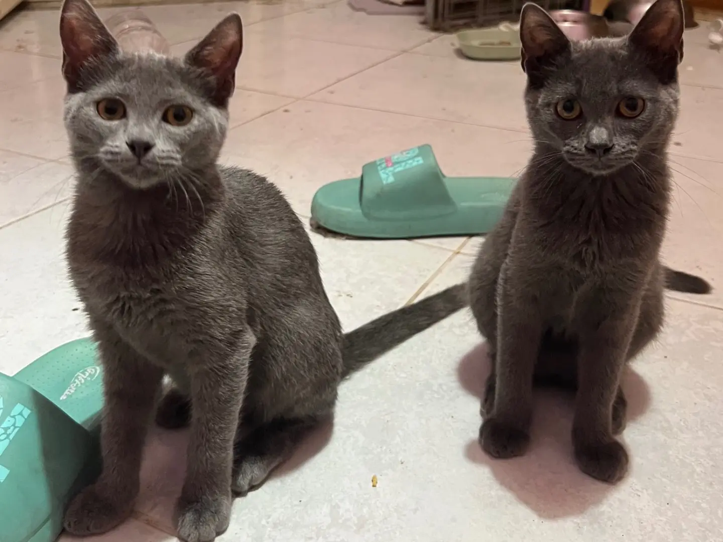 Adozione gatto, femmina, Certosino  Razza sconosciuta, 5 mesi, taglia non valida, Catania