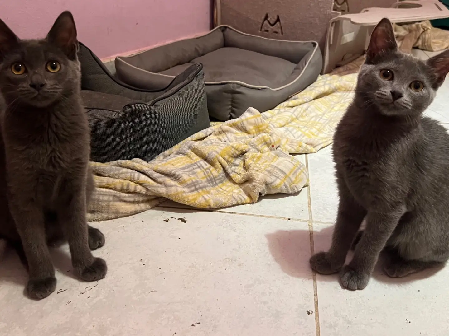 Adotta un gatto, taglia non valida, femmina, Catania