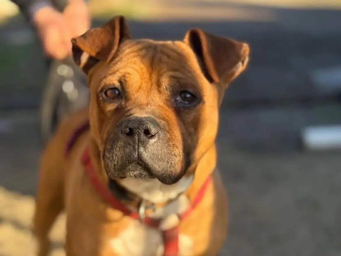 Adotta un cane, maschio, 10 anni e 9 mesi, Milano