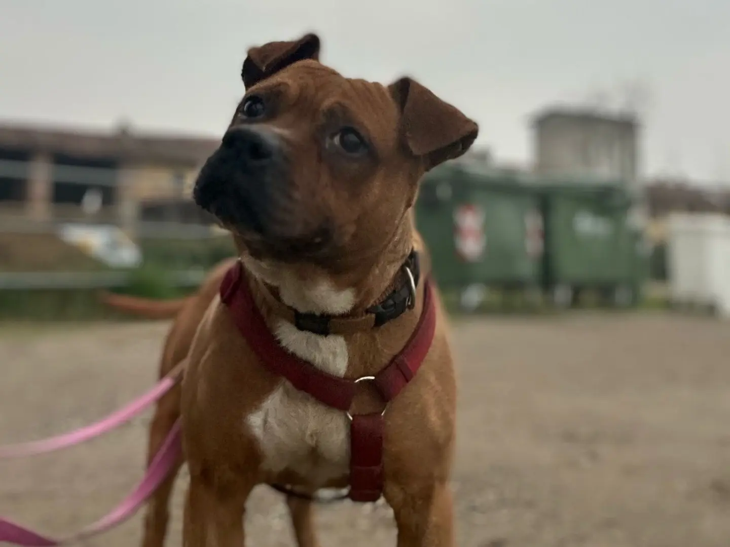 Adotta il cane Walid a Milano