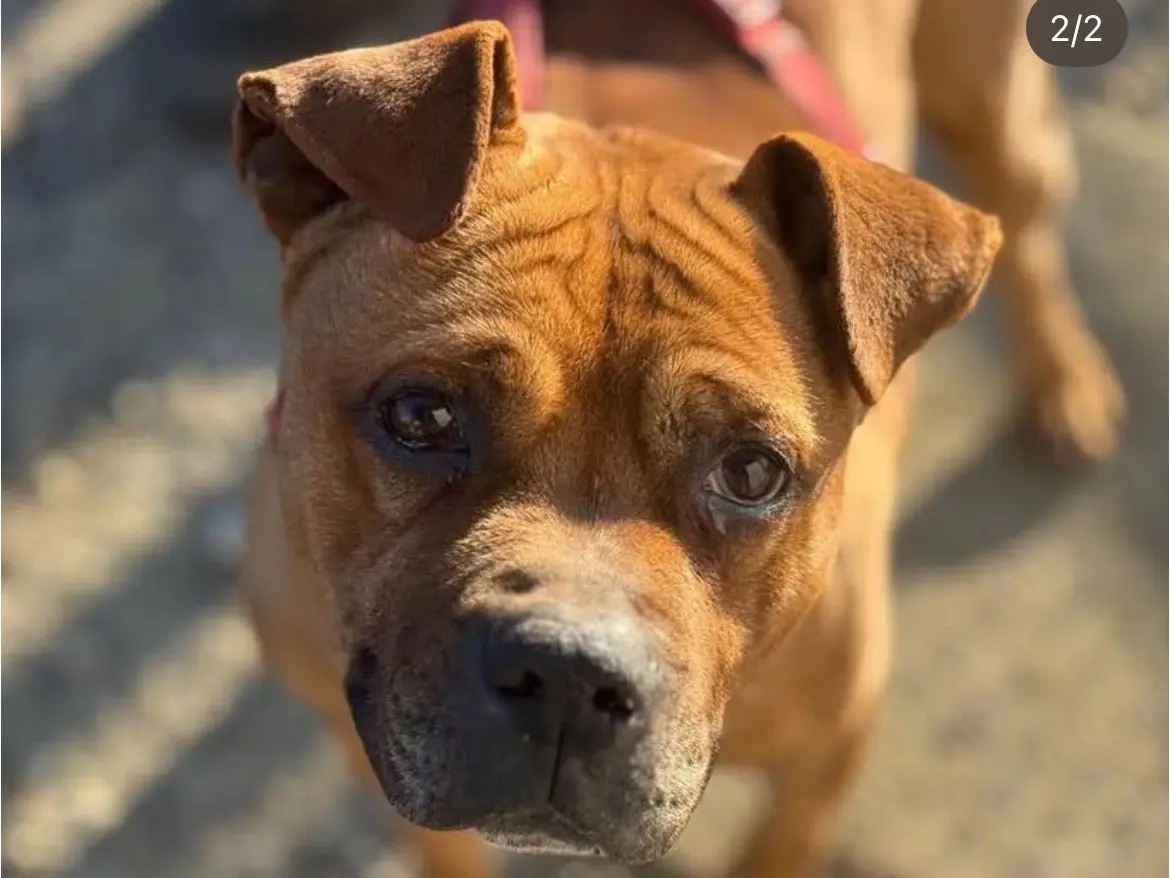 Adozione cane, maschio, Razza sconosciuta Razza sconosciuta, 10 anni e 9 mesi, taglia media, Milano