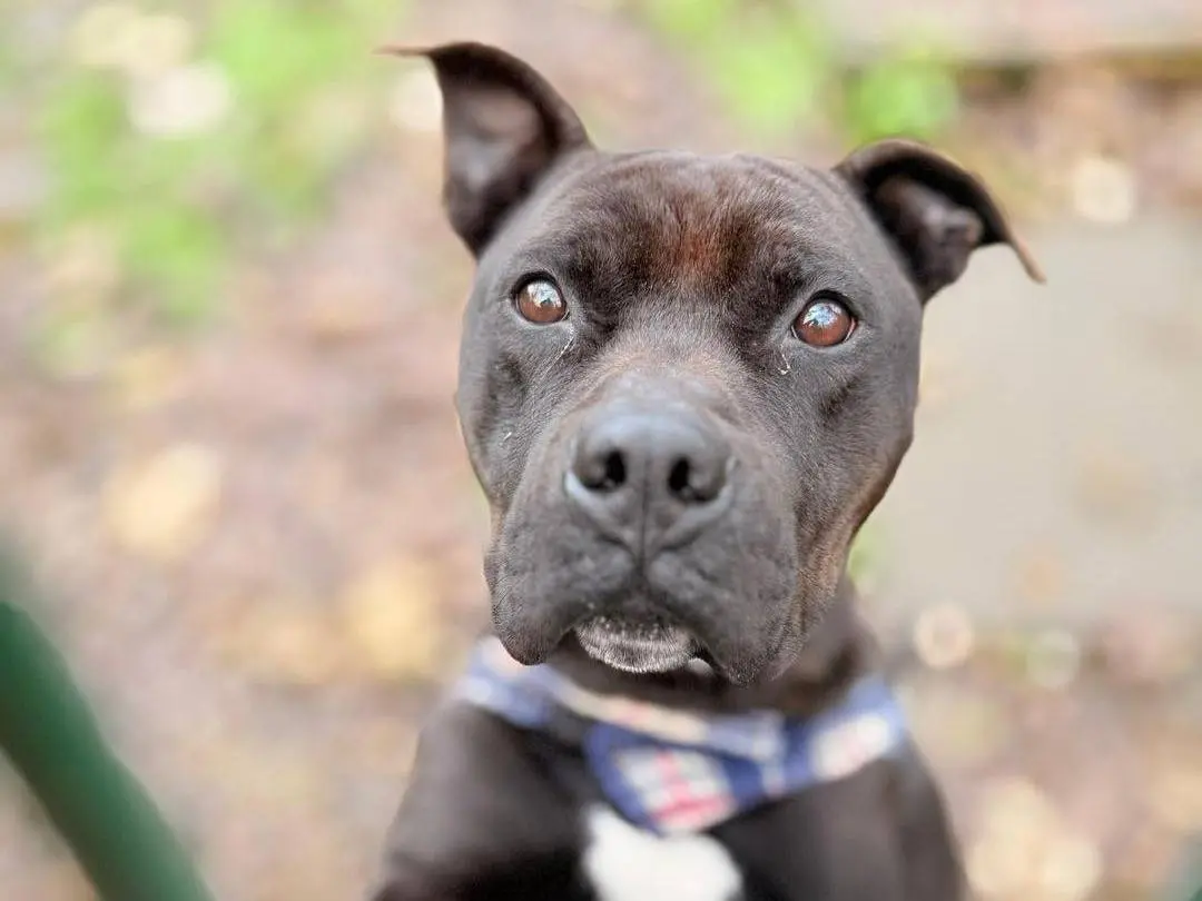 Adozione cane, maschio, Pitbull Razza sconosciuta, 5 anni e 10 mesi, taglia media, Bergamo