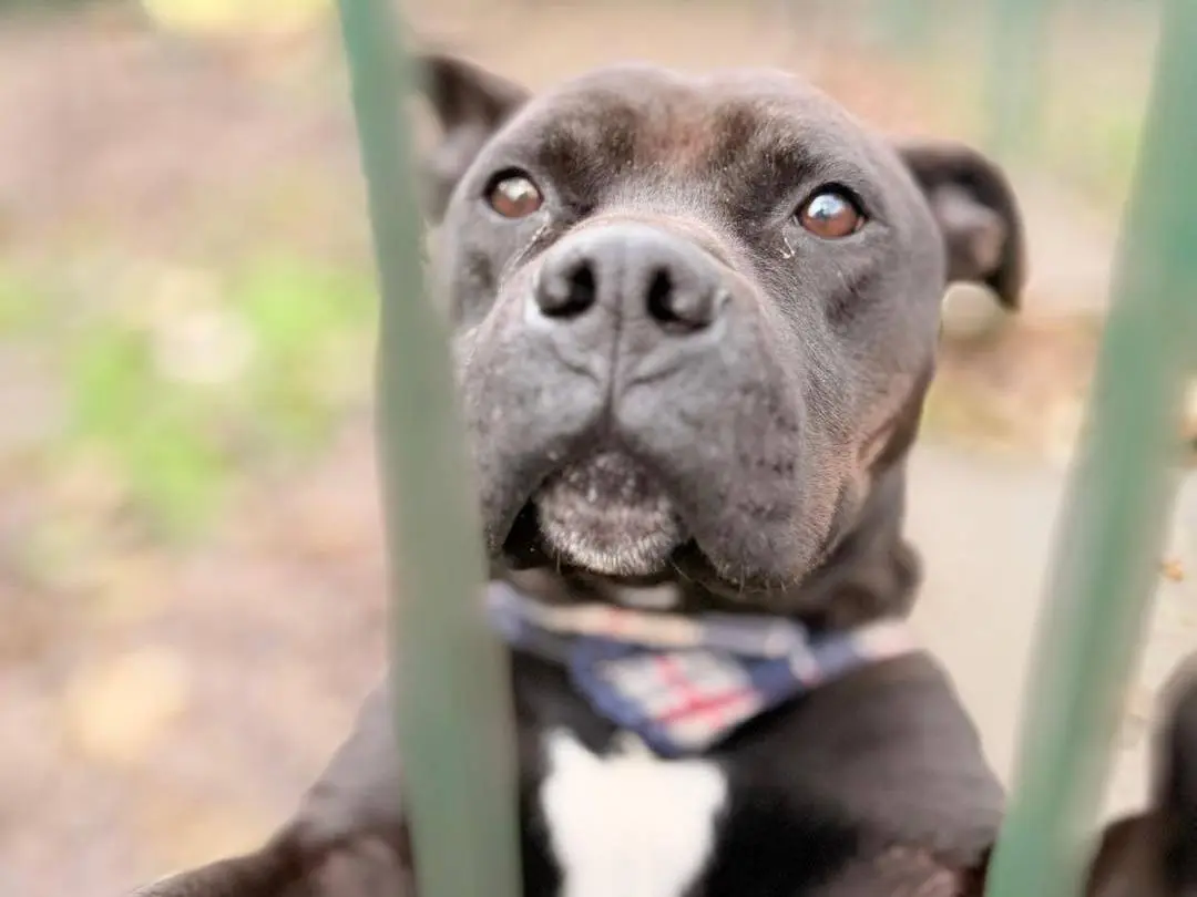 Adotta un cane, taglia media, maschio, Bergamo