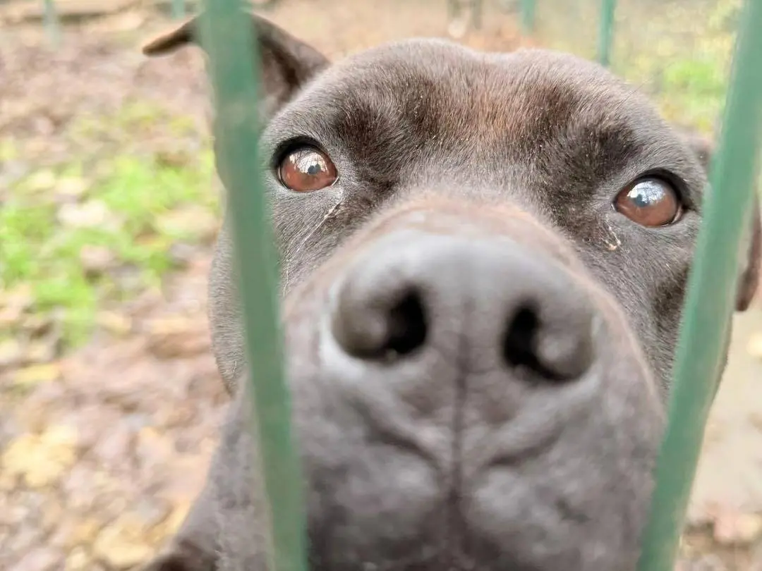 Adotta un cane, maschio, 5 anni e 10 mesi, Bergamo