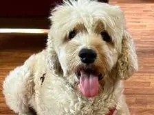 Vuoi adottare un cane a Milano?