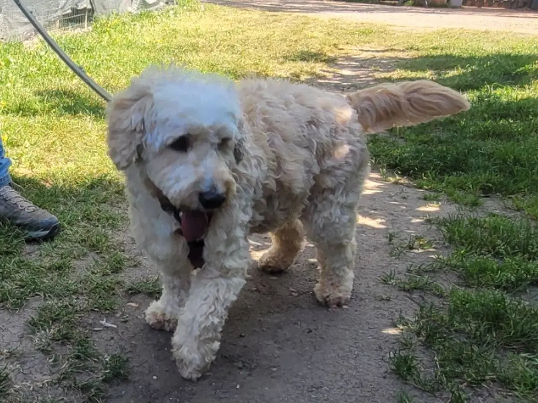 Adozione cane, maschio, Lagotto Razza sconosciuta, 4 anni e 2 mesi, taglia media contenuta, Milano