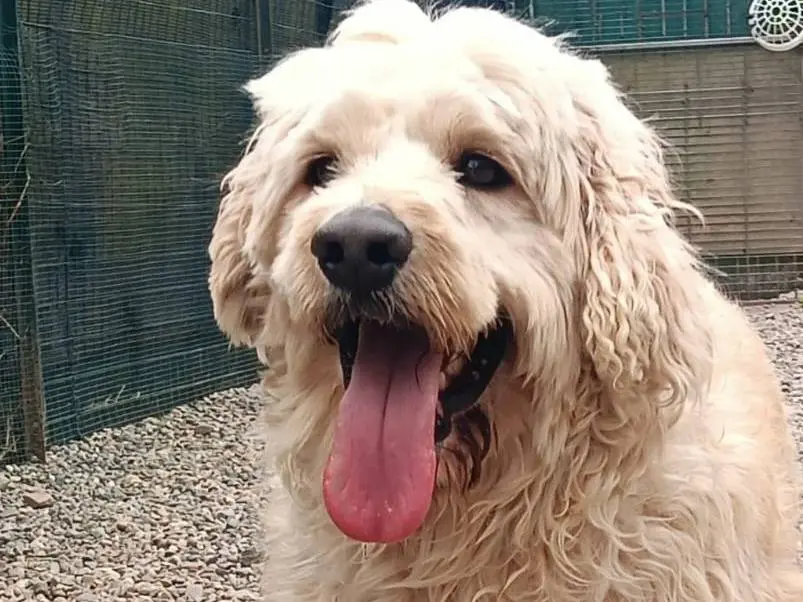 Adotta un cane, taglia media contenuta, maschio, Milano