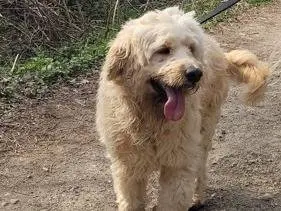 Adotta il cane Fluffy a Milano