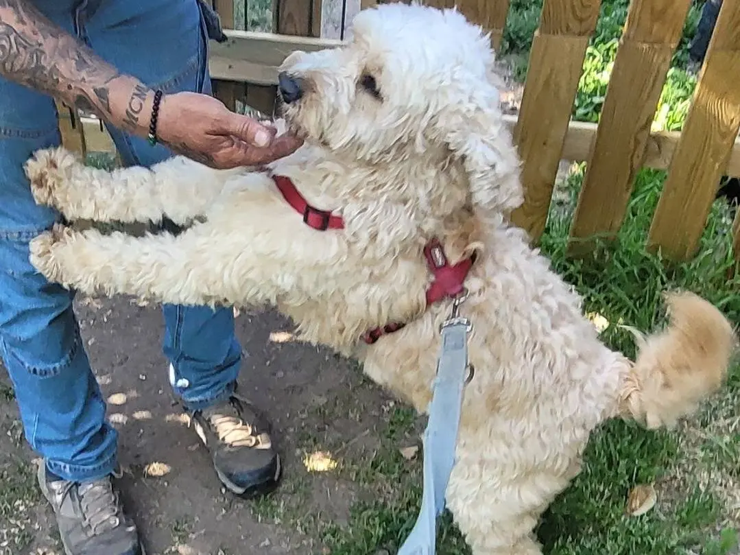 Adotta un cane, maschio, 4 anni e 2 mesi, Milano