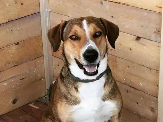Adozione cane, maschio, Razza sconosciuta Razza sconosciuta, 8 anni e 8 mesi, taglia media, Palermo