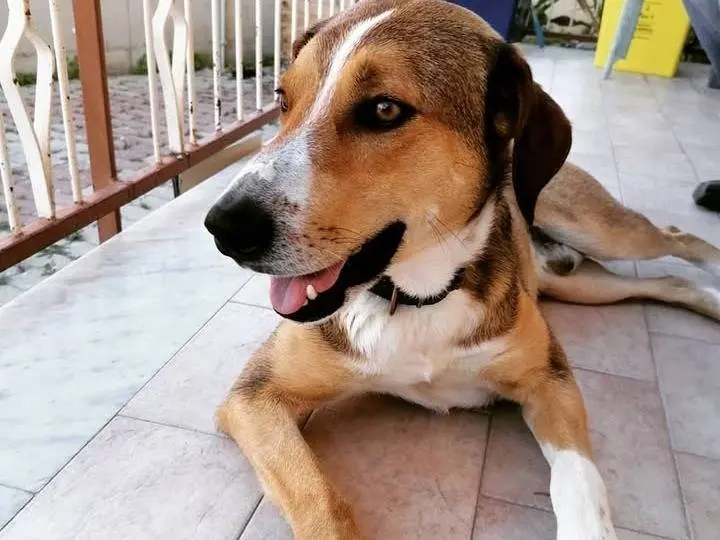Adotta un cane, maschio, 8 anni e 8 mesi, Palermo