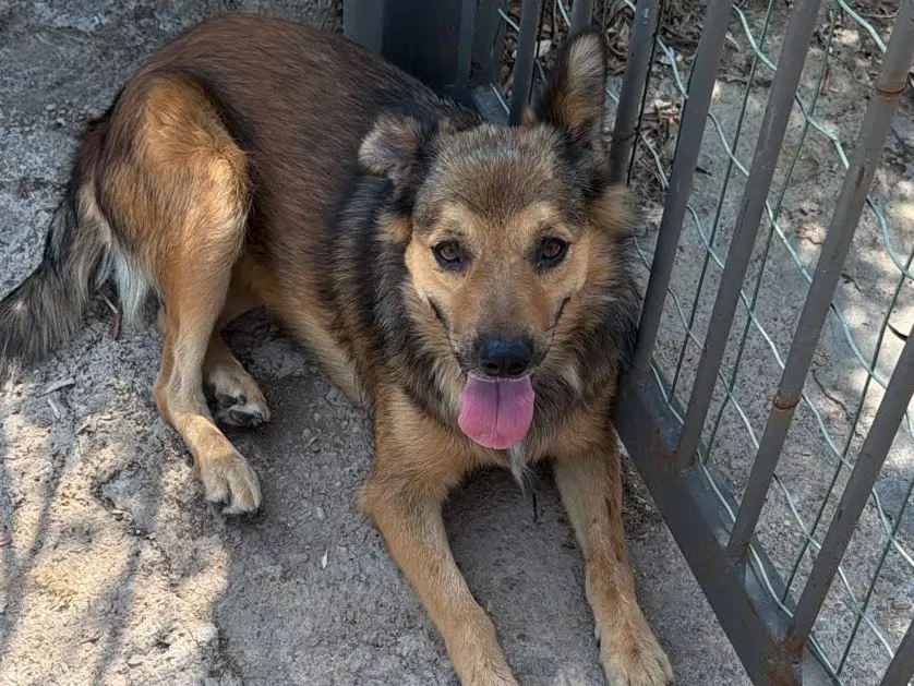 Adozione cane, femmina, Razza sconosciuta Razza sconosciuta, 2 anni e 9 mesi, taglia media contenuta, Latina