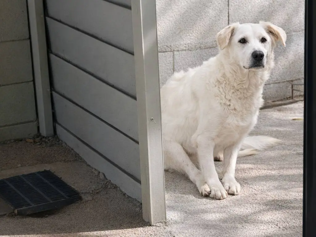 Adotta un cane, femmina, 1 anno e 3 mesi, Avellino