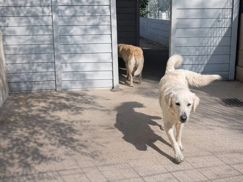 Adotta un cane, taglia grande, femmina, Avellino