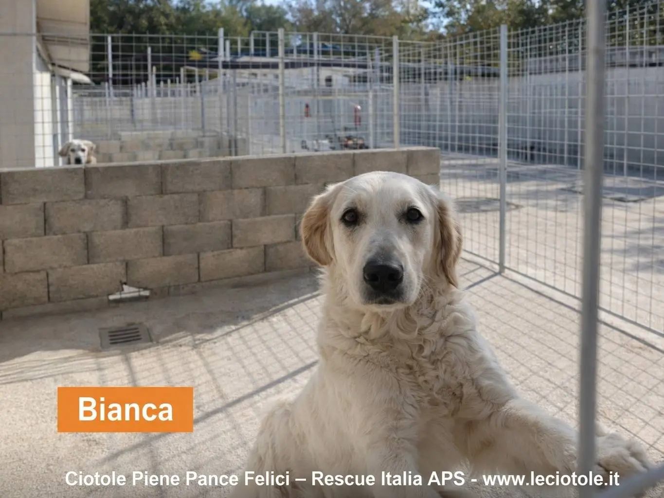 Adozione cane, femmina, Razza sconosciuta Razza sconosciuta, 1 anno e 3 mesi, taglia grande, Avellino