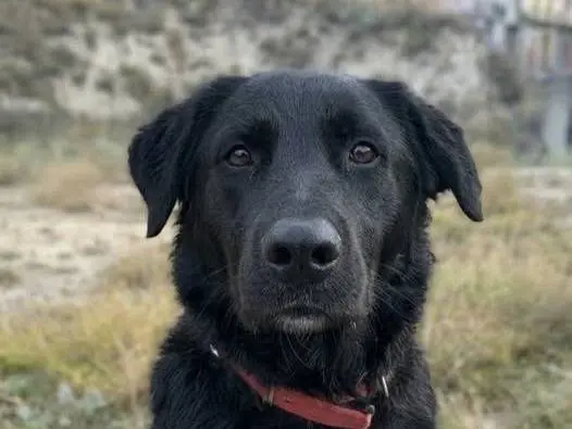 Adozione cane, femmina, Razza sconosciuta Razza sconosciuta, 1 anno e 1 mese, taglia grande, Crotone