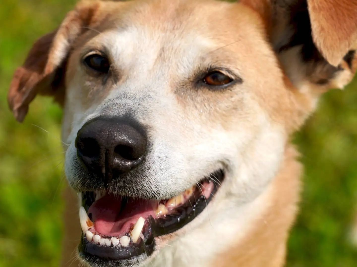 Adotta un cane, maschio, 10 anni e 3 mesi, Milano