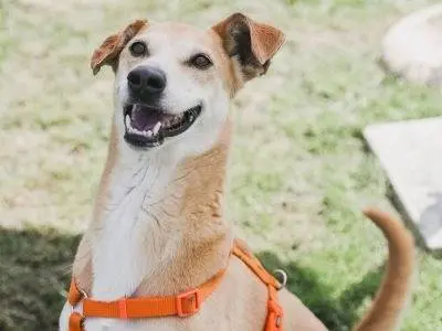 Adozione cane, maschio, Razza sconosciuta Razza sconosciuta, 10 anni e 3 mesi, taglia media, Milano