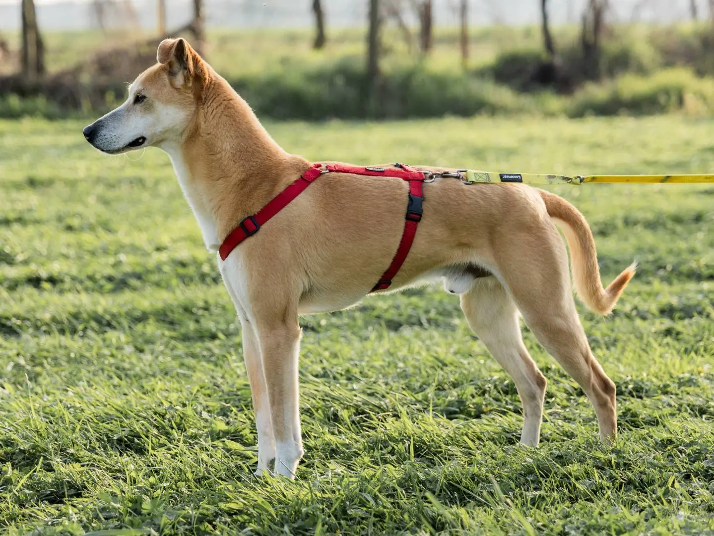Adotta un cane, taglia media, maschio, Milano