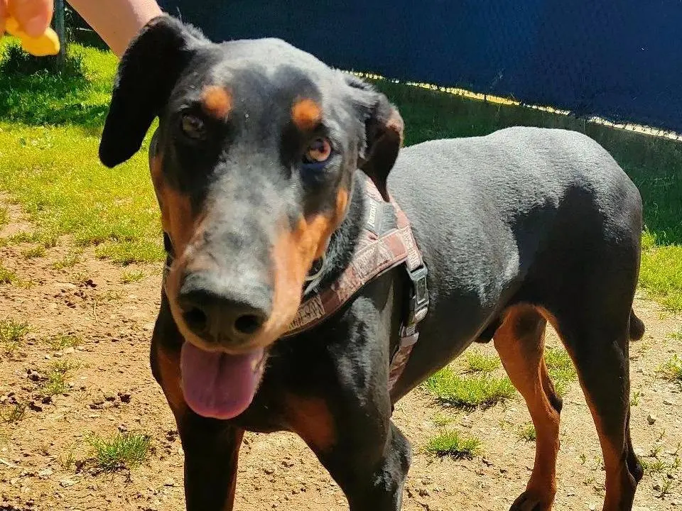 Adozione cane, maschio, Dobermann, 6 anni e 9 mesi, taglia grande, Genova
