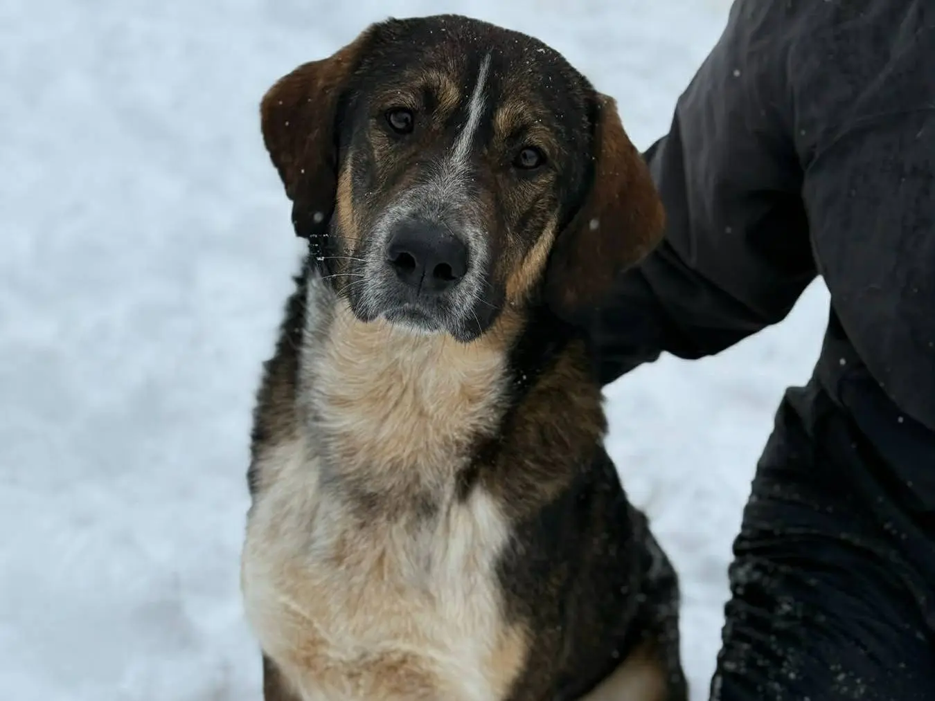 Adotta un cane, maschio, 2 anni e 6 mesi, Firenze