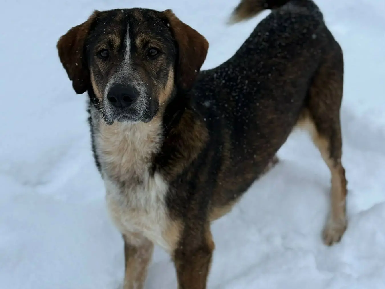 Adotta un cane, taglia media, maschio, Firenze