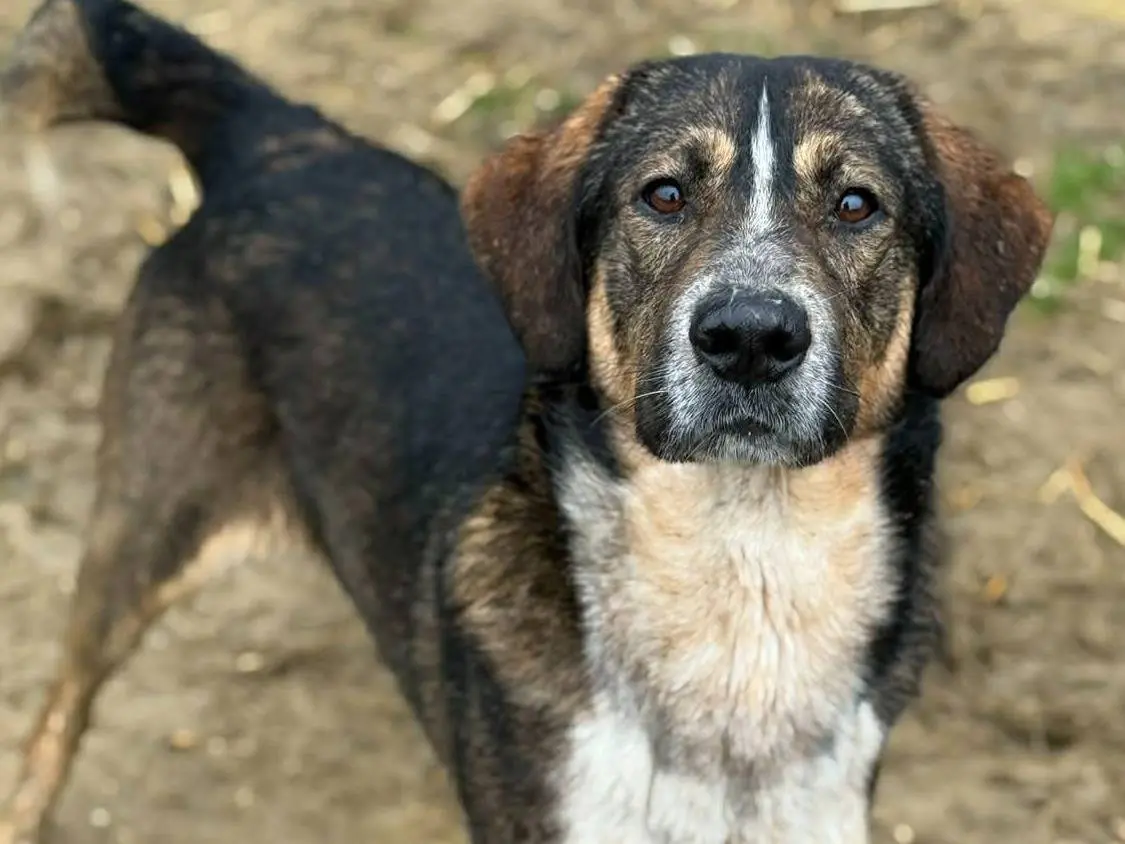 Adozione cane, maschio, Razza sconosciuta Razza sconosciuta, 2 anni e 6 mesi, taglia media, Firenze