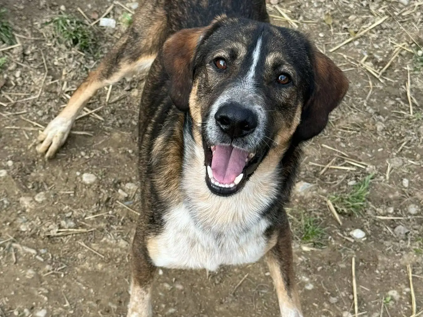 Vuoi adottare un cane a Firenze?