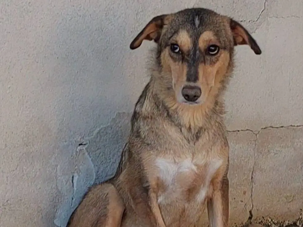 Adozione cane, femmina, Razza sconosciuta Razza sconosciuta, 3 anni e 7 mesi, taglia media, Bari