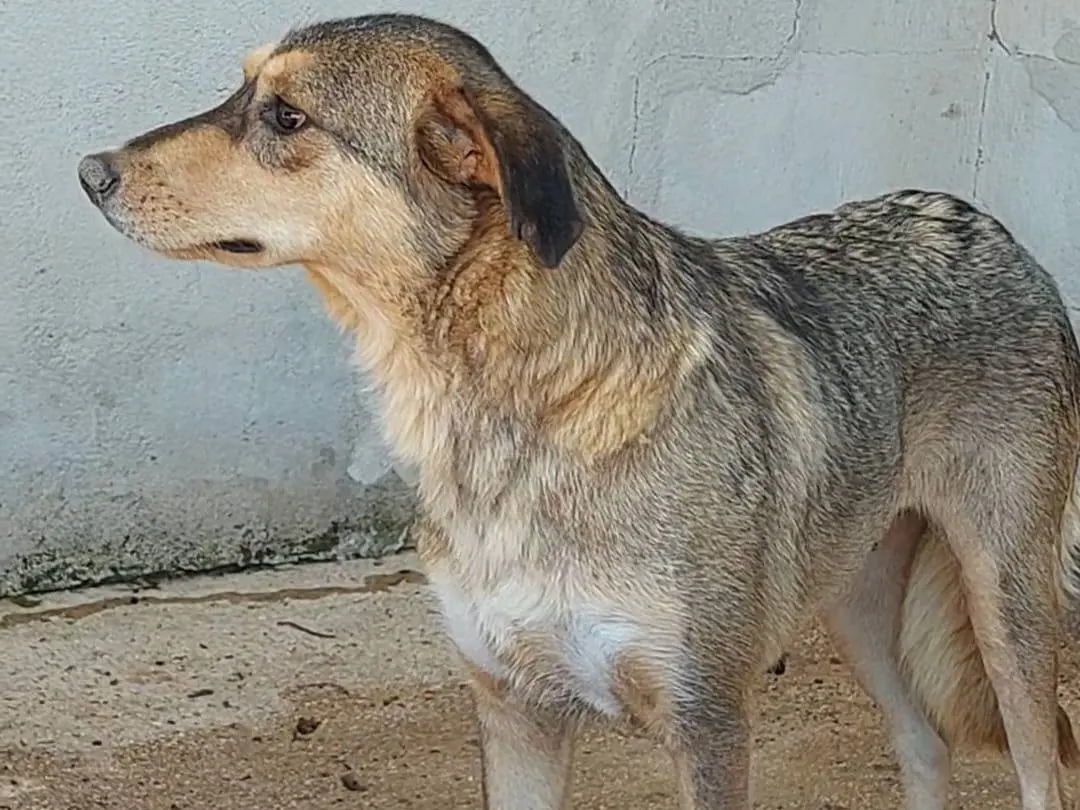 Adotta un cane, femmina, 3 anni e 7 mesi, Bari