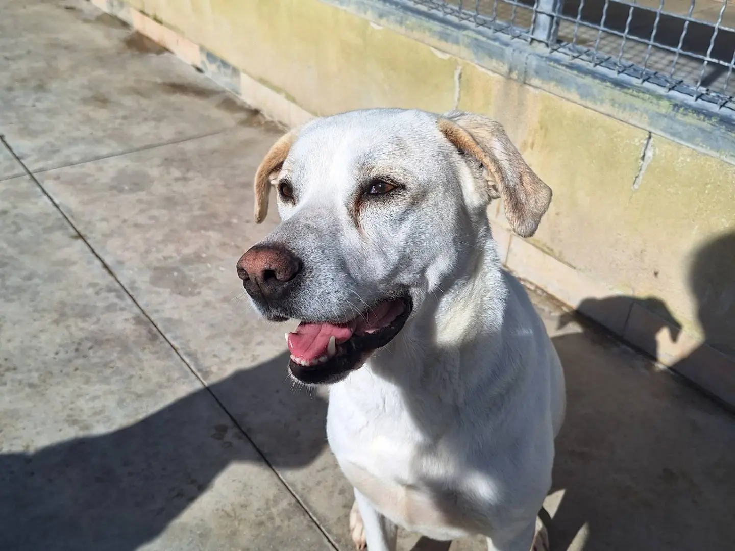 Adotta un cane, femmina, 4 anni e 7 mesi, Napoli