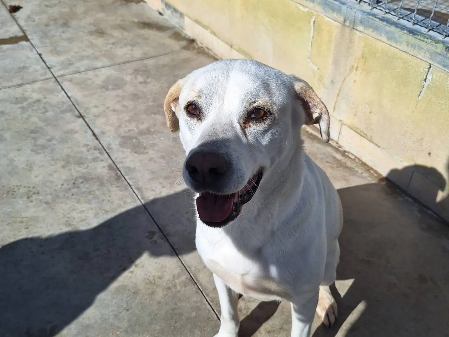 Adozione cane, femmina, Razza sconosciuta Razza sconosciuta, 4 anni e 7 mesi, taglia grande, Napoli