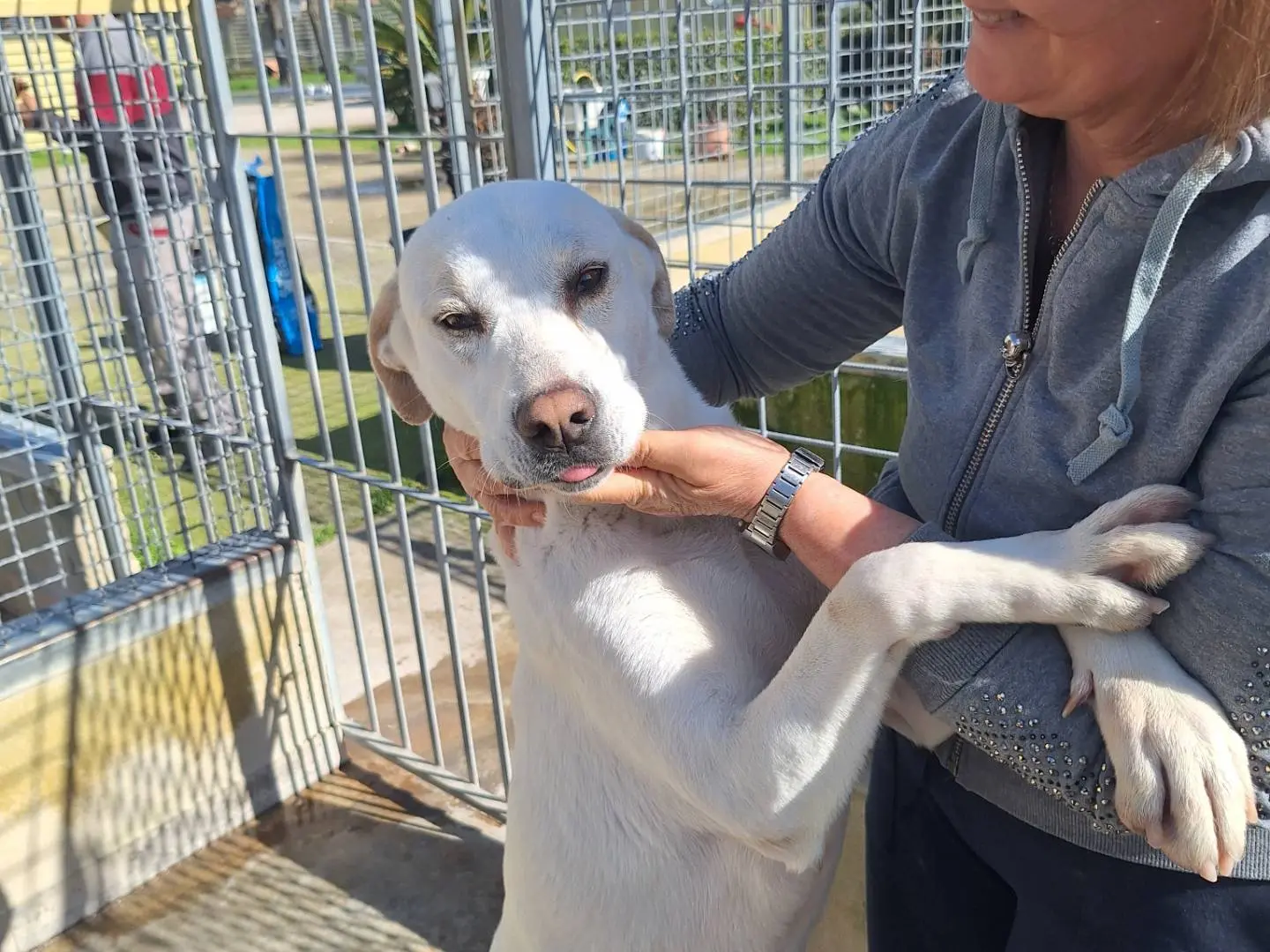 Adotta un cane, taglia grande, femmina, Napoli