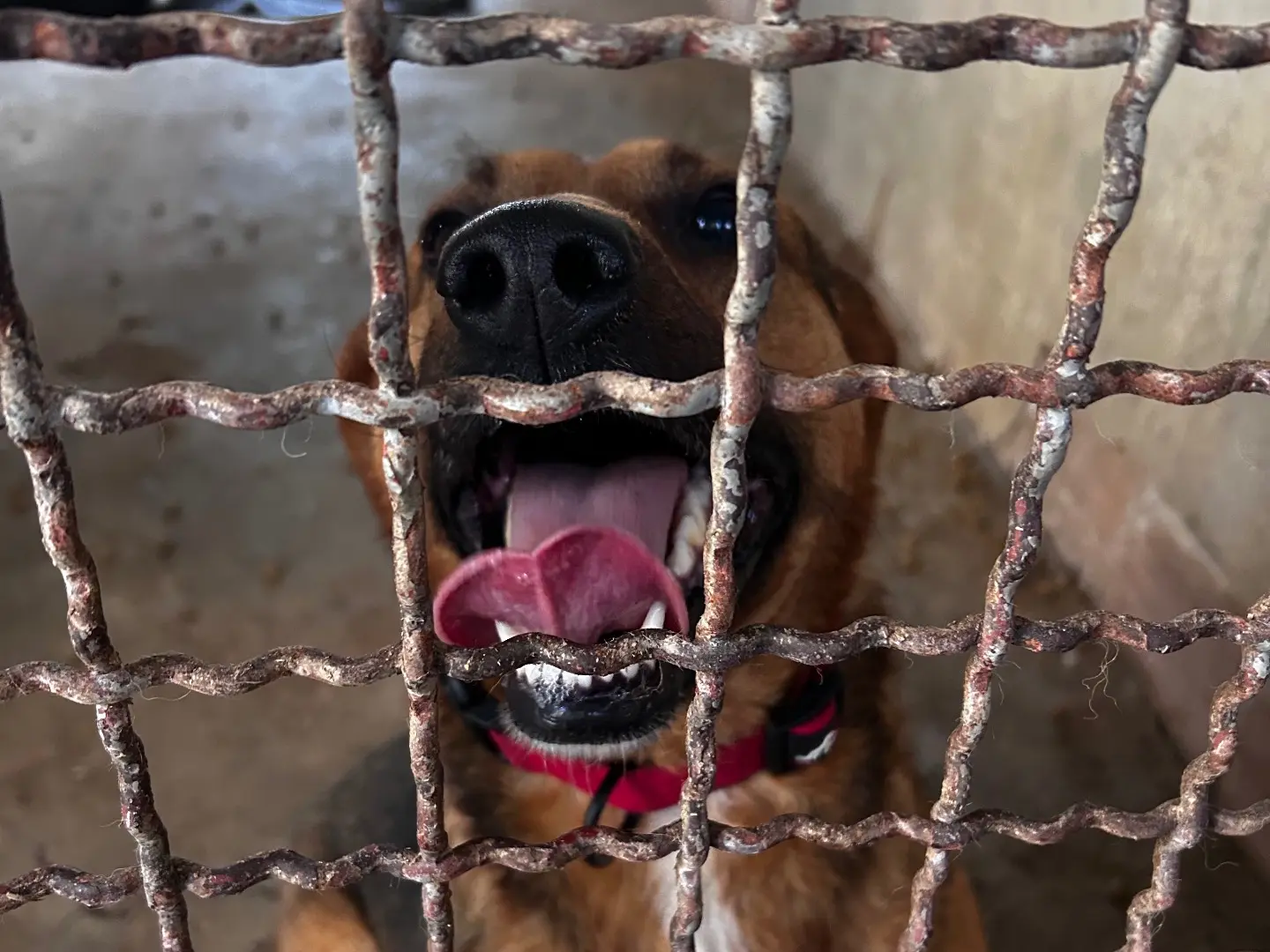 Vuoi adottare un cane a Chieti?