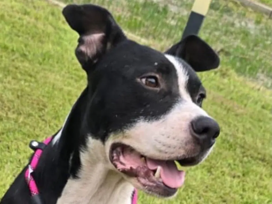 Adotta un cane, maschio, 2 anni, Crotone