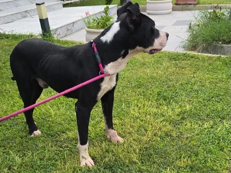 Adotta un cane, taglia media, maschio, Crotone
