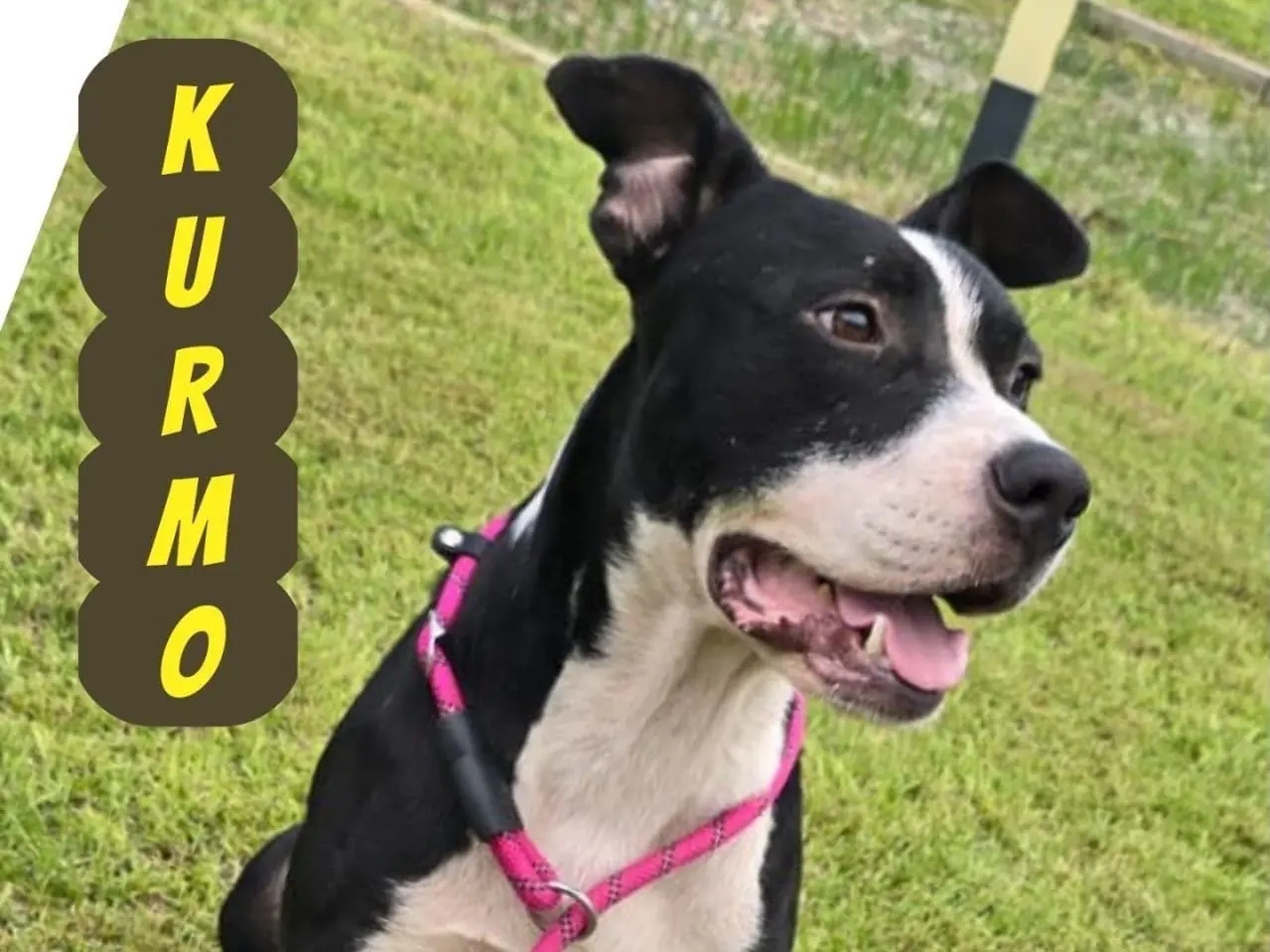 Adozione cane, maschio, Razza sconosciuta Razza sconosciuta, 2 anni, taglia media, Crotone